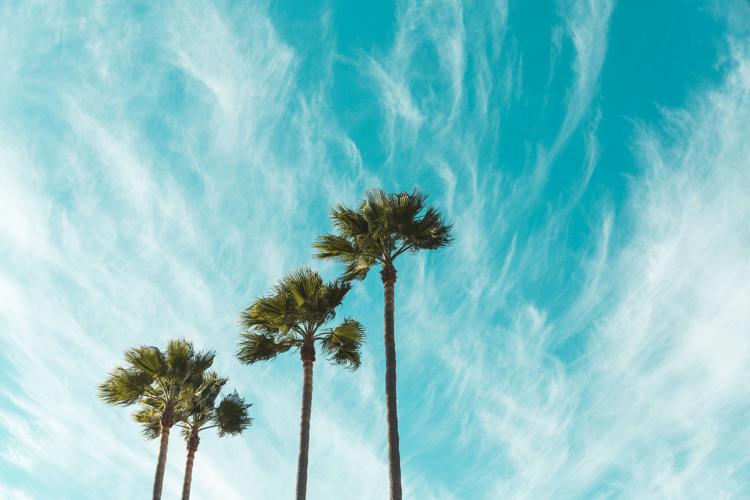palms